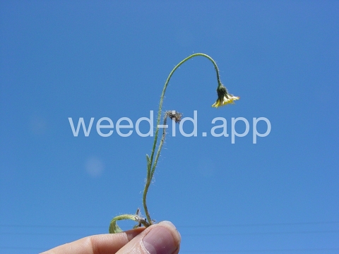 hawkweed, mouseear